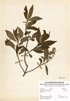 藏品(狹瓣八仙花)的圖片